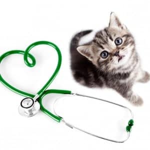 Emergency Services-Woodstock Veterinary Hospital