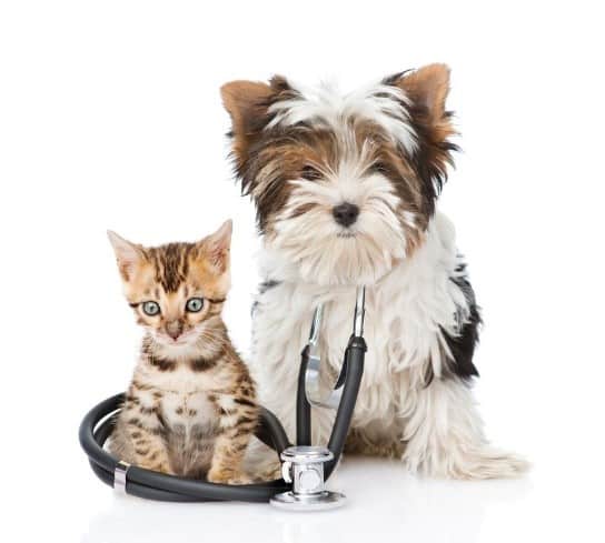 Preventative Care-Woodstock Veterinary Hospital